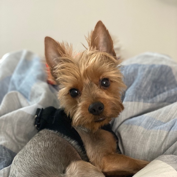 Meet your Posher, Junior - Picture 1 of 3